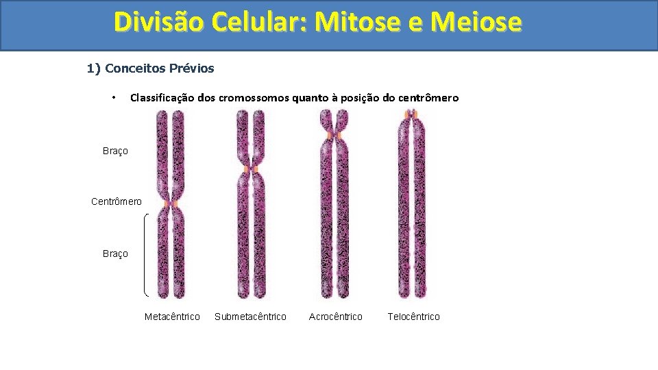 Divisão. Celular: Mitoseee. Meiose 1) Conceitos Prévios • Classificação dos cromossomos quanto à posição