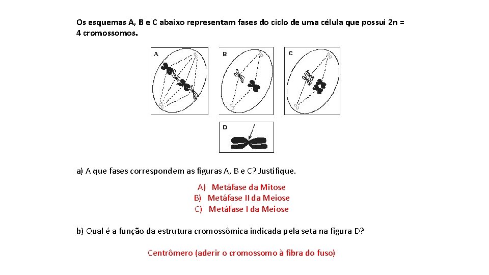 Os esquemas A, B e C abaixo representam fases do ciclo de uma célula