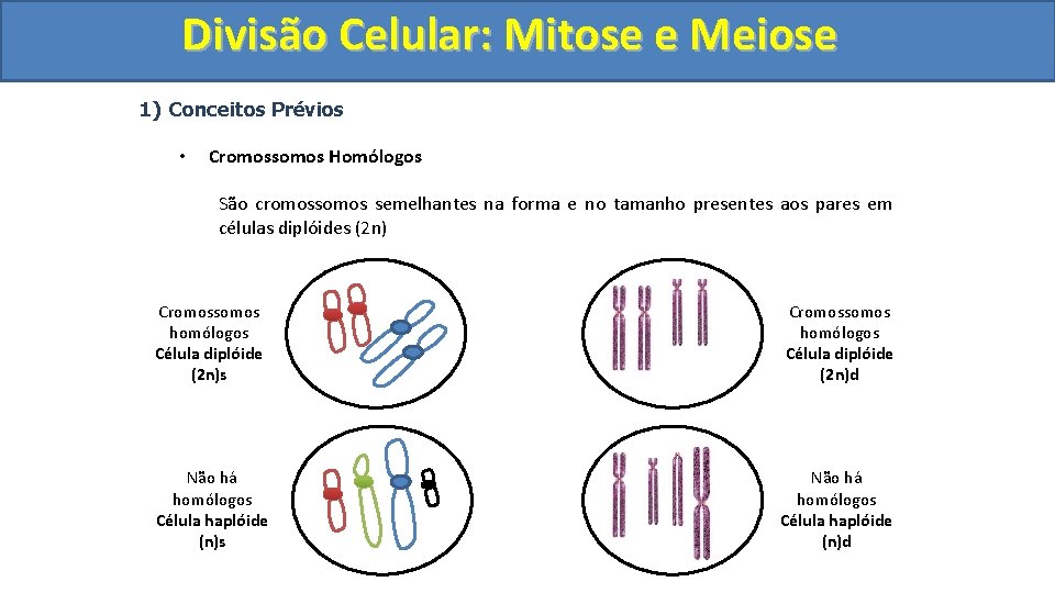 Divisão. Celular: Mitoseee. Meiose 1) Conceitos Prévios • Cromossomos Homólogos São cromossomos semelhantes na