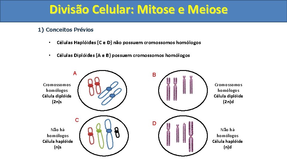 Divisão. Celular: Mitoseee. Meiose 1) Conceitos Prévios • Células Haplóides (C e D) não