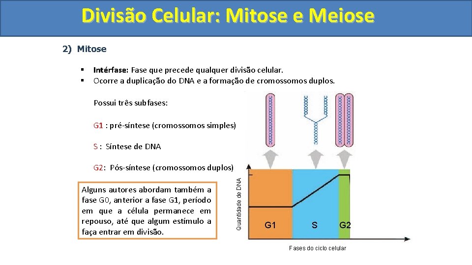 Divisão. Celular: Mitoseee. Meiose 2) Mitose § § Intérfase: Fase que precede qualquer divisão