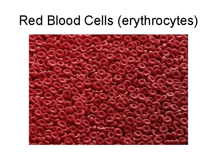Red Blood Cells (erythrocytes) 
