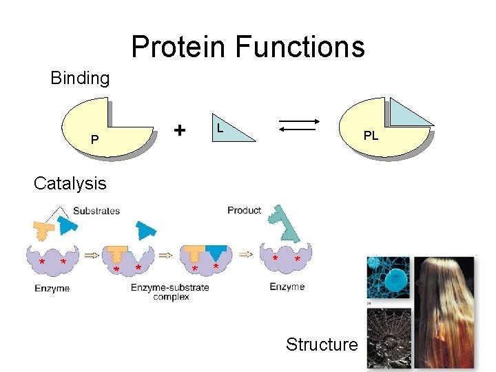 Protein Functions Binding P + L PL Catalysis Structure 