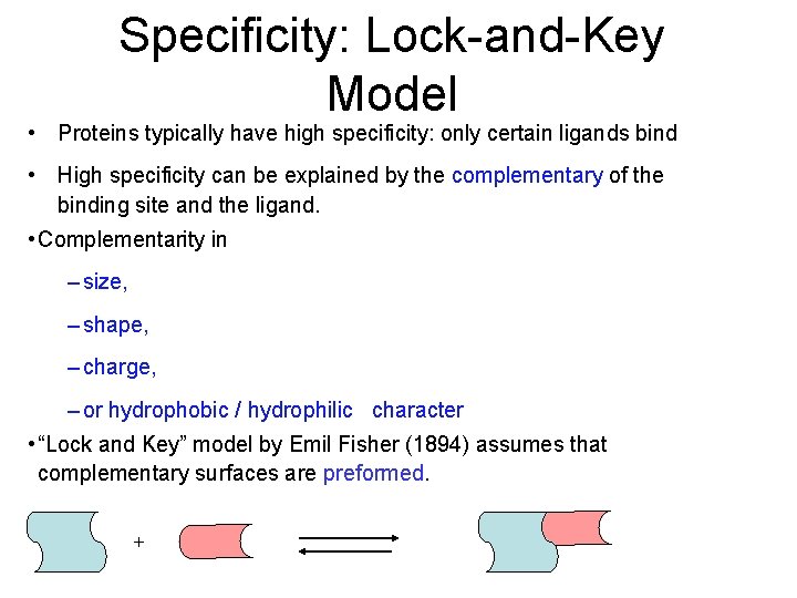 Specificity: Lock-and-Key Model • Proteins typically have high specificity: only certain ligands bind •