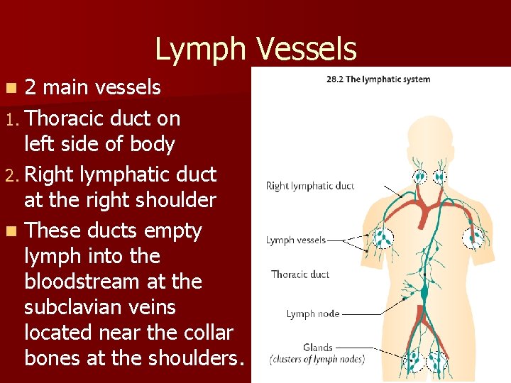 Lymph Vessels 2 main vessels 1. Thoracic duct on left side of body 2. Lymph Vessels 2 main vessels 1. Thoracic duct on left side of body 2.