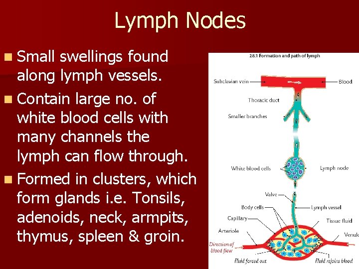 Lymph Nodes n Small swellings found along lymph vessels. n Contain large no. of Lymph Nodes n Small swellings found along lymph vessels. n Contain large no. of