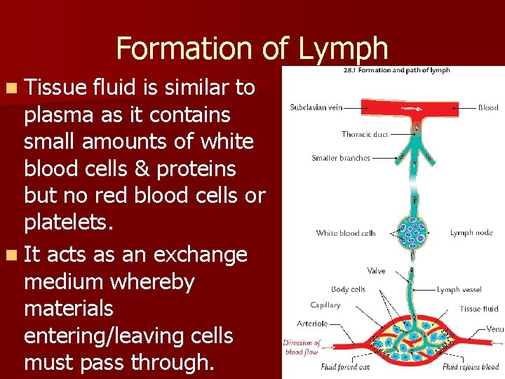 Formation of Lymph n Tissue fluid is similar to plasma as it contains small Formation of Lymph n Tissue fluid is similar to plasma as it contains small