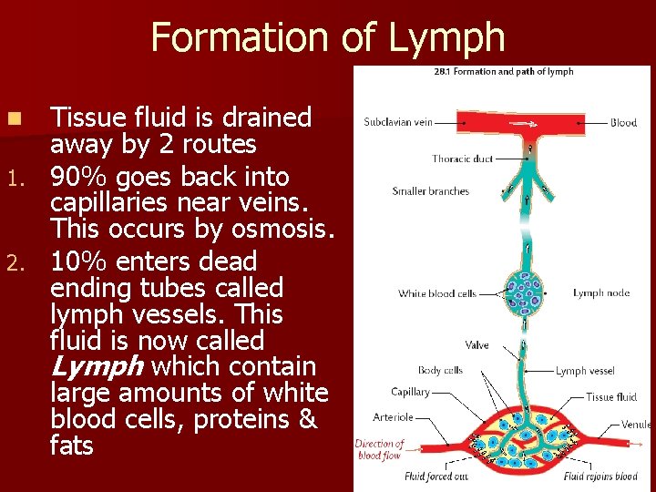 Formation of Lymph Tissue fluid is drained away by 2 routes 1. 90% goes Formation of Lymph Tissue fluid is drained away by 2 routes 1. 90% goes