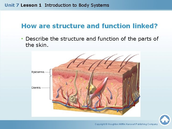 Unit 7 Lesson 1 Introduction to Body Systems How are structure and function linked? Unit 7 Lesson 1 Introduction to Body Systems How are structure and function linked?