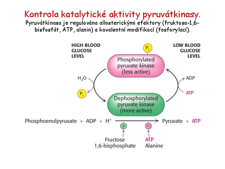 Kontrola katalytické aktivity pyruvátkinasy. Pyruvátkinasa je regulována allosterickými efektory (fruktosa-1, 6 bisfosfát, ATP, alanin)