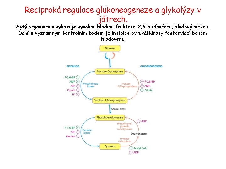 Reciproká regulace glukoneogeneze a glykolýzy v játrech. Sytý organismus vykazuje vysokou hladinu fruktosa-2, 6