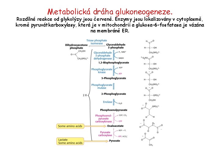 Metabolická dráha glukoneogeneze. Rozdílné reakce od glykolýzy jsou červeně. Enzymy jsou lokalizovány v cytoplasmě,