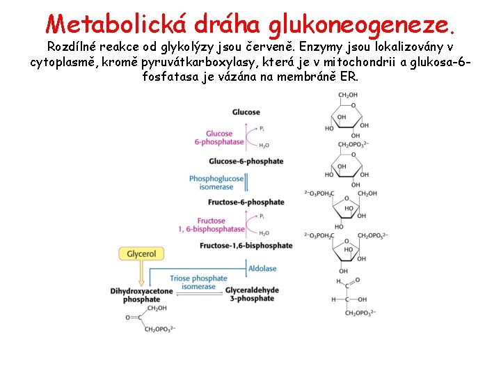 Metabolická dráha glukoneogeneze. Rozdílné reakce od glykolýzy jsou červeně. Enzymy jsou lokalizovány v cytoplasmě,