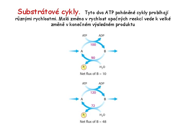 Substrátové cykly. Tyto dva ATP poháněné cykly probíhají různými rychlostmi. Malá změna v rychlost