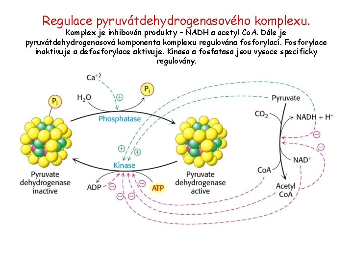 Regulace pyruvátdehydrogenasového komplexu. Komplex je inhibován produkty – NADH a acetyl Co. A. Dále