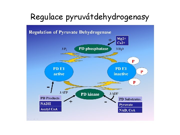 Regulace pyruvátdehydrogenasy 
