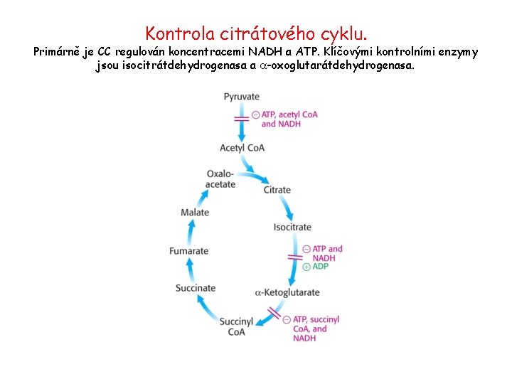 Kontrola citrátového cyklu. Primárně je CC regulován koncentracemi NADH a ATP. Klíčovými kontrolními enzymy