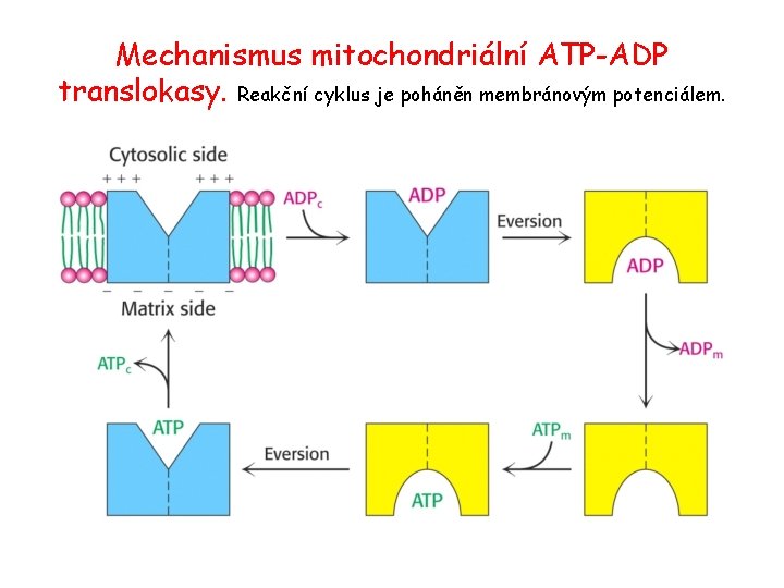 Mechanismus mitochondriální ATP-ADP translokasy. Reakční cyklus je poháněn membránovým potenciálem. 