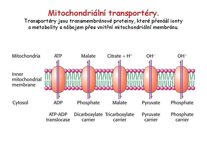 Mitochondriální transportéry. Transportéry jsou transmembránové proteiny, které přenáší ionty a metabolity s nábojem přes