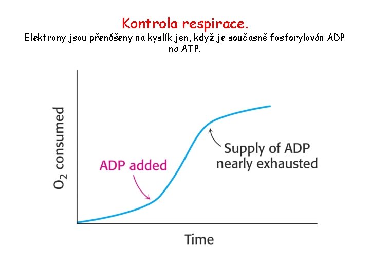 Kontrola respirace. Elektrony jsou přenášeny na kyslík jen, když je současně fosforylován ADP na