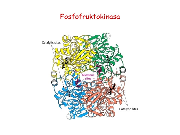 Fosfofruktokinasa 