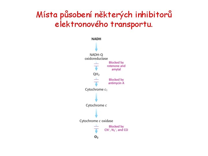 Místa působení některých inhibitorů elektronového transportu. 