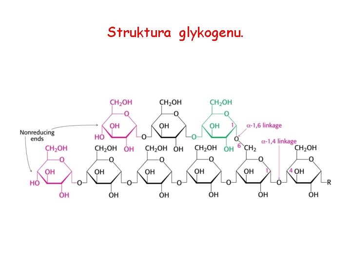 Struktura glykogenu. 