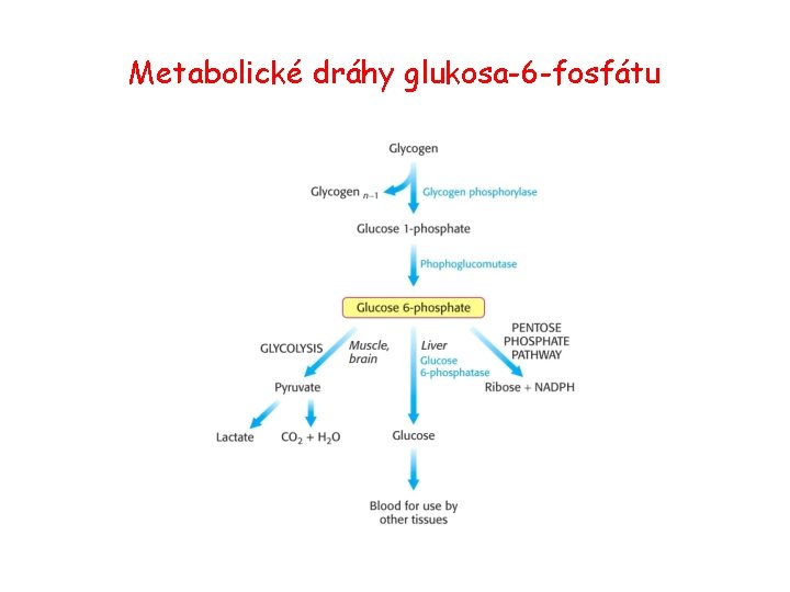 Metabolické dráhy glukosa-6 -fosfátu 