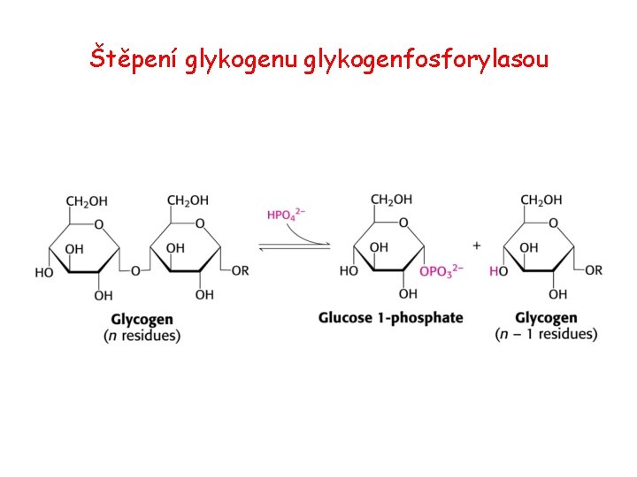 Štěpení glykogenu glykogenfosforylasou 