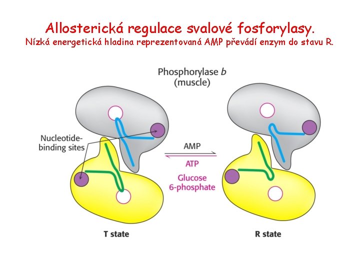 Allosterická regulace svalové fosforylasy. Nízká energetická hladina reprezentovaná AMP převádí enzym do stavu R.
