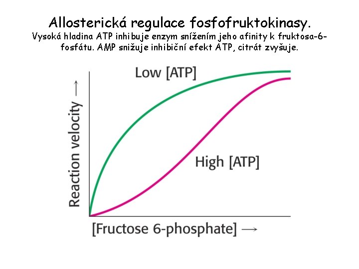Allosterická regulace fosfofruktokinasy. Vysoká hladina ATP inhibuje enzym snížením jeho afinity k fruktosa-6 fosfátu.