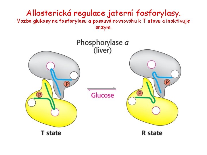 Allosterická regulace jaterní fosforylasy. Vazba glukosy na fosforylasu a posouvá rovnováhu k T stavu