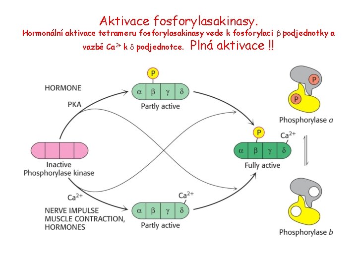 Aktivace fosforylasakinasy. Hormonální aktivace tetrameru fosforylasakinasy vede k fosforylaci b podjednotky a vazbě Ca