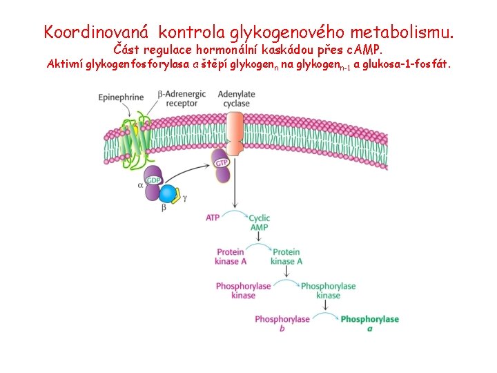 Koordinovaná kontrola glykogenového metabolismu. Část regulace hormonální kaskádou přes c. AMP. Aktivní glykogenfosforylasa a