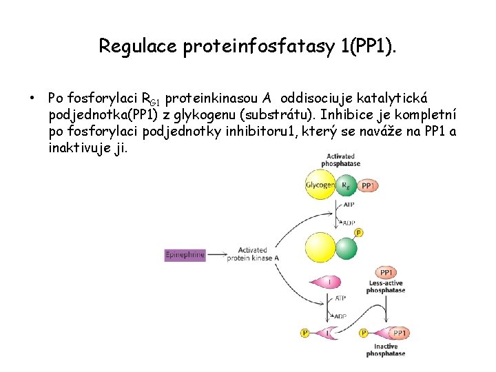 Regulace proteinfosfatasy 1(PP 1). • Po fosforylaci RG 1 proteinkinasou A oddisociuje katalytická podjednotka(PP