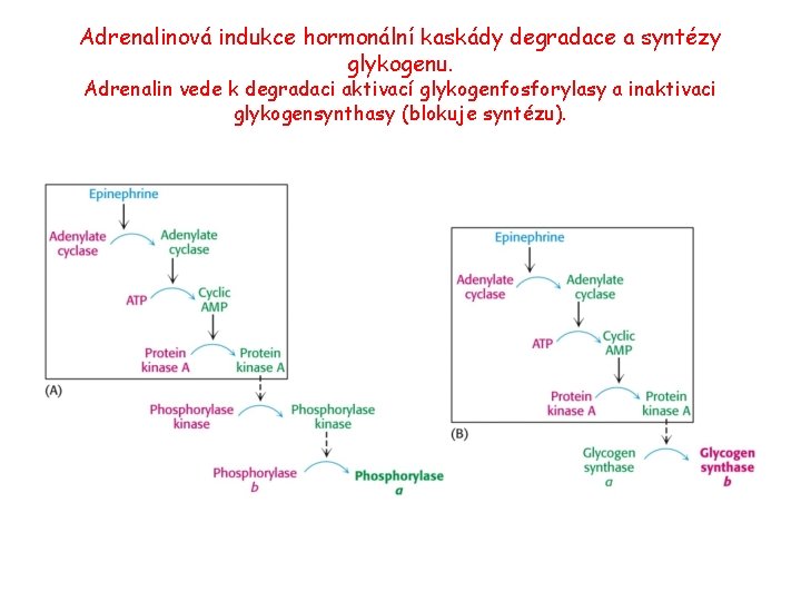 Adrenalinová indukce hormonální kaskády degradace a syntézy glykogenu. Adrenalin vede k degradaci aktivací glykogenfosforylasy