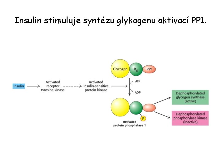 Insulin stimuluje syntézu glykogenu aktivací PP 1. 