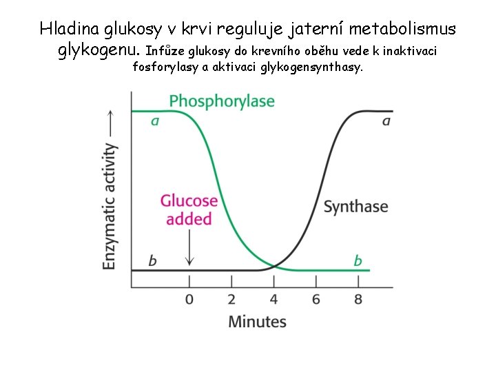 Hladina glukosy v krvi reguluje jaterní metabolismus glykogenu. Infůze glukosy do krevního oběhu vede