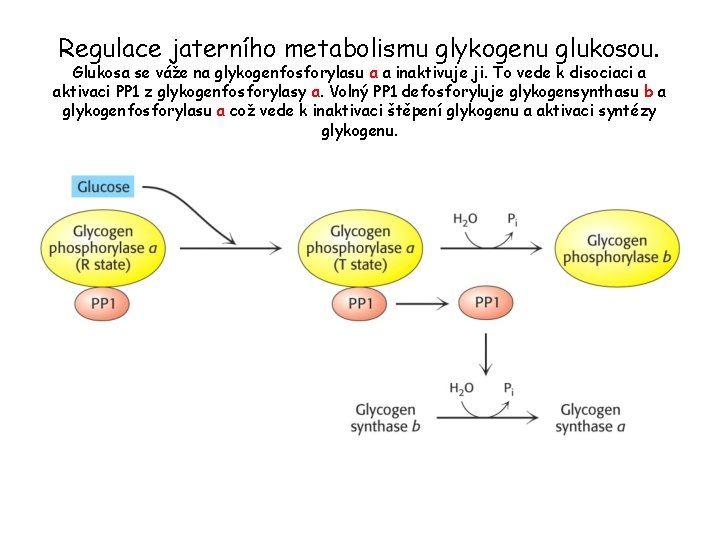 Regulace jaterního metabolismu glykogenu glukosou. Glukosa se váže na glykogenfosforylasu a a inaktivuje ji.