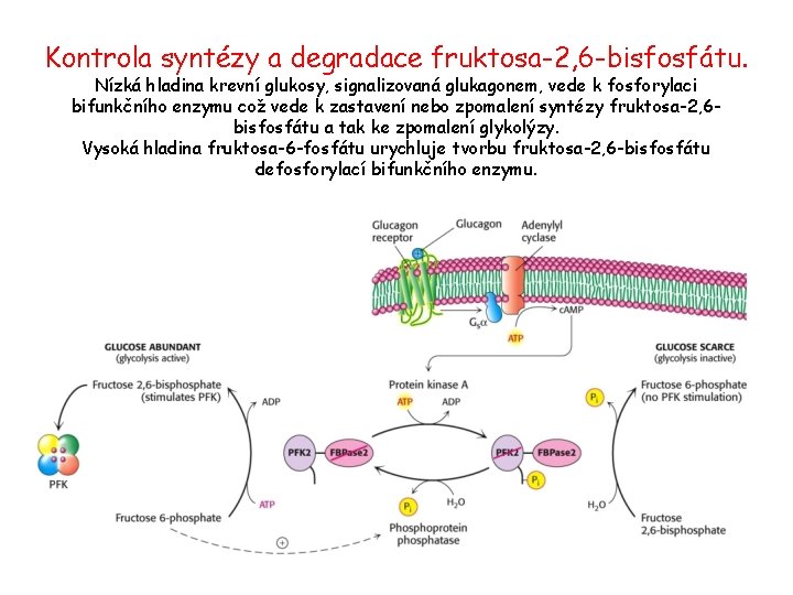 Kontrola syntézy a degradace fruktosa-2, 6 -bisfosfátu. Nízká hladina krevní glukosy, signalizovaná glukagonem, vede