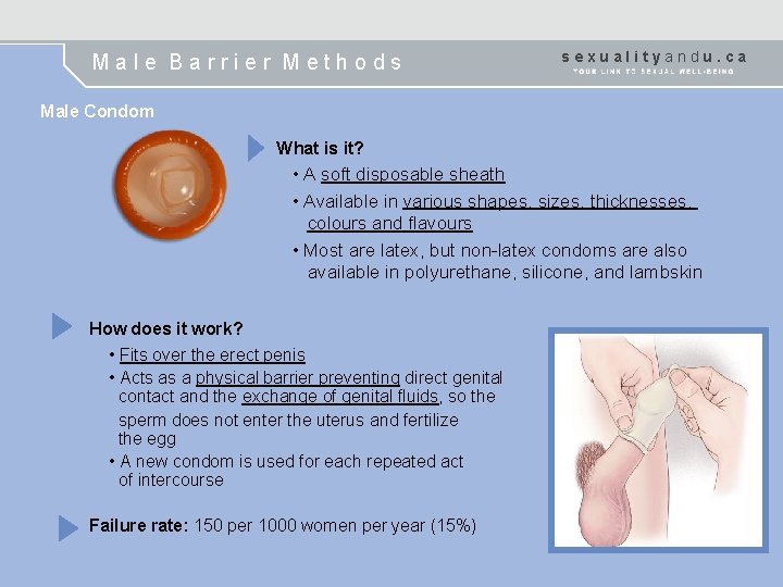Male Barrier Methods sexualityandu. ca Male Condom What is it? • A soft disposable