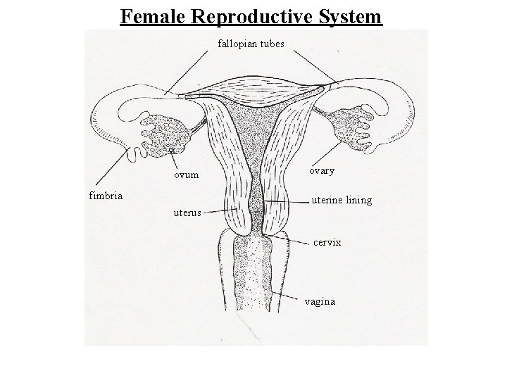 Female Reproductive System fallopian tubes ovum fimbria ovary uterine lining uterus cervix vagina 