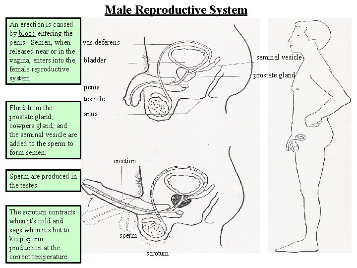 Male Reproductive System An erection is caused by blood entering the penis. Semen, when