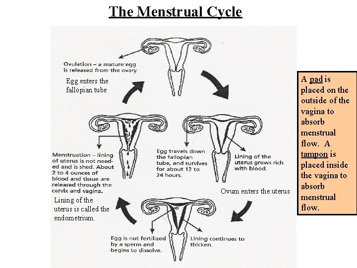 The Menstrual Cycle Egg enters the fallopian tube Ovum enters the uterus Lining of