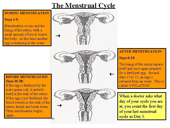 The Menstrual Cycle DURING MENSTRUATION Days 1 -5: Menstruation occurs and the lining of