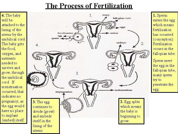 The Process of Fertilization 4. The baby will be attached to the lining of