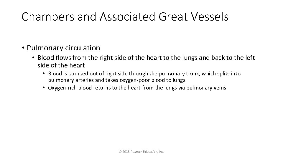 Chambers and Associated Great Vessels • Pulmonary circulation • Blood flows from the right