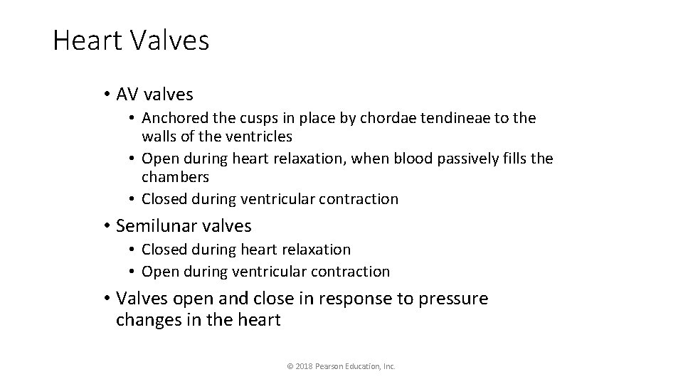 Heart Valves • AV valves • Anchored the cusps in place by chordae tendineae