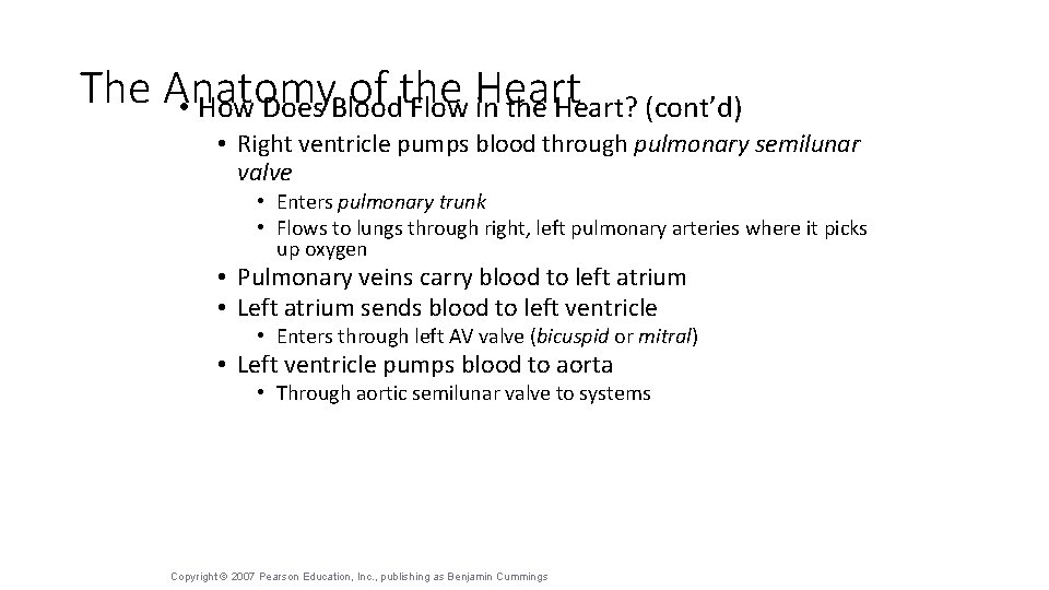 The Anatomy of the • How Does Blood Flow Heart in the Heart? (cont’d)