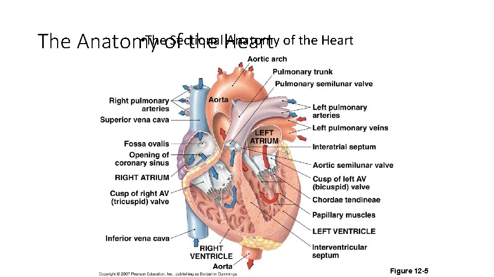  • Theof Sectional Anatomy of the Heart The Anatomy the Heart Figure 12